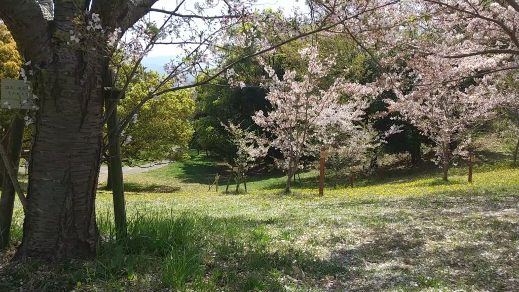 Miyanoue-park_spring_01